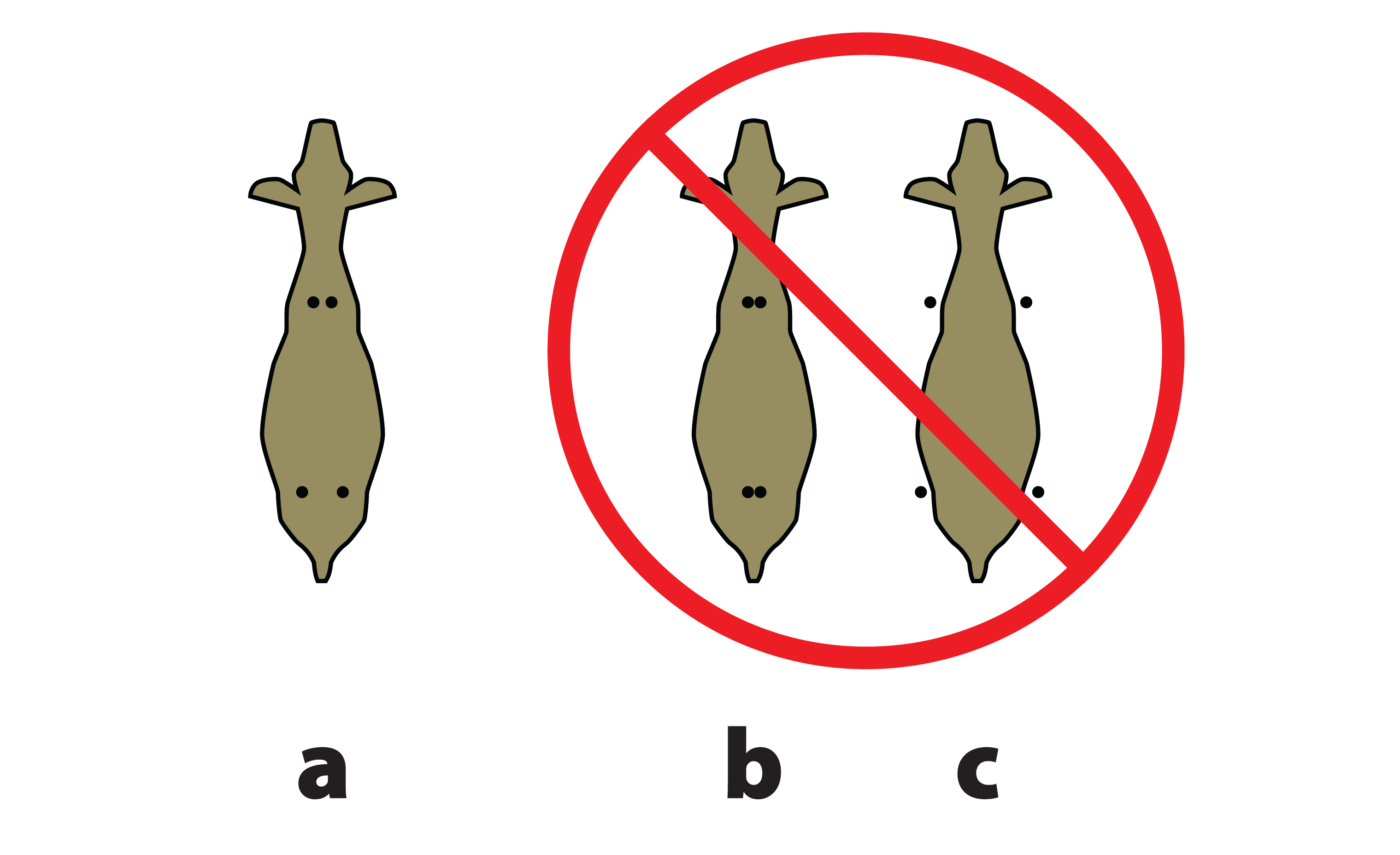 Three examples of goat foot positioning from an overhead view. In Example A, the feet are properly aligned under the body, with the front feet slightly apart and the back feet spaced wider. In Examples B and C, the feet are too close together and too far apart, respectively.